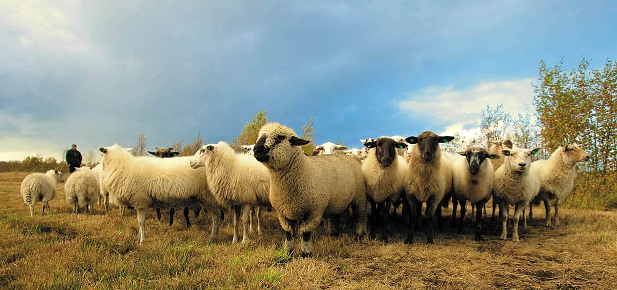 schapenwol 
